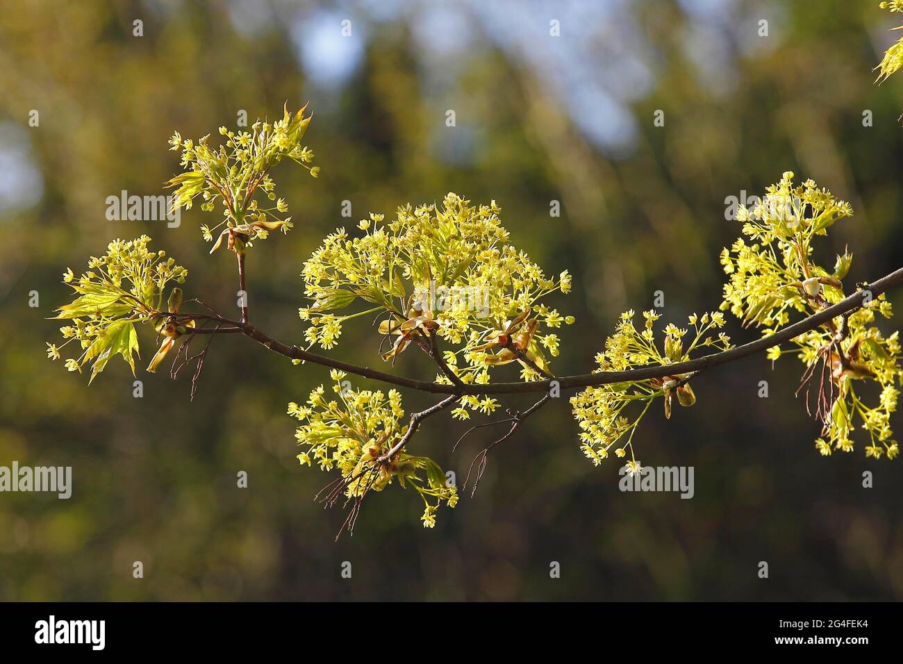 Ahorn (Acer) Blühender Zweig in Backlight, Nordrhein-Westfalen, Deutschland Stockfoto