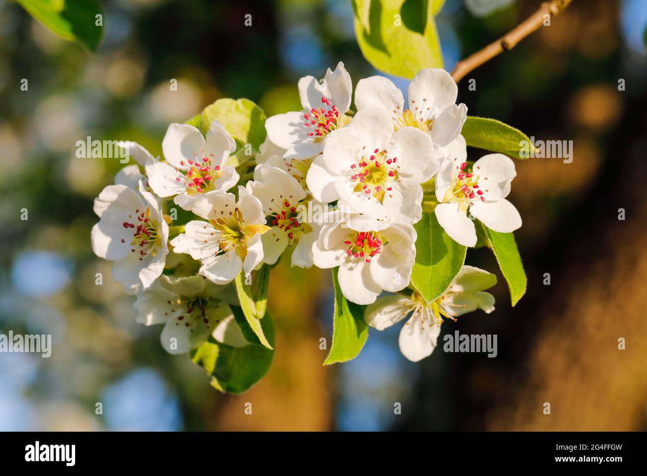 Nahaufnahme der Birnenbaumblüten im Frühling, Schweiz Stockfoto