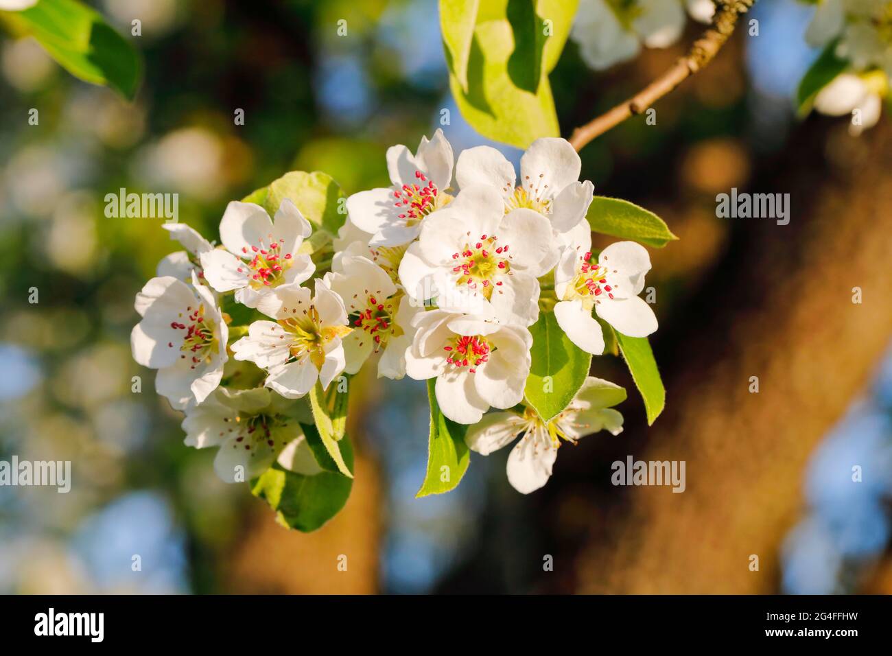 Nahaufnahme der Birnenbaumblüten im Frühling, Schweiz Stockfoto