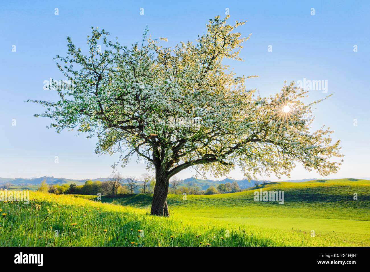 Blühender Birnenbaum im Frühlingshinterlicht auf dem Hirzel, Schweiz Stockfoto
