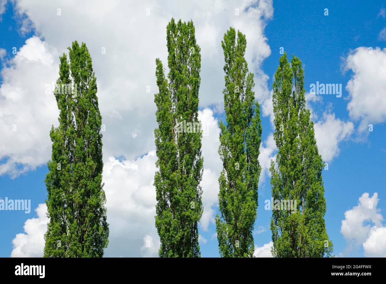 Baumkronen von vier großen Pappeln vor blauweißem, wolkigen Himmel bei Sonnenschein Stockfoto