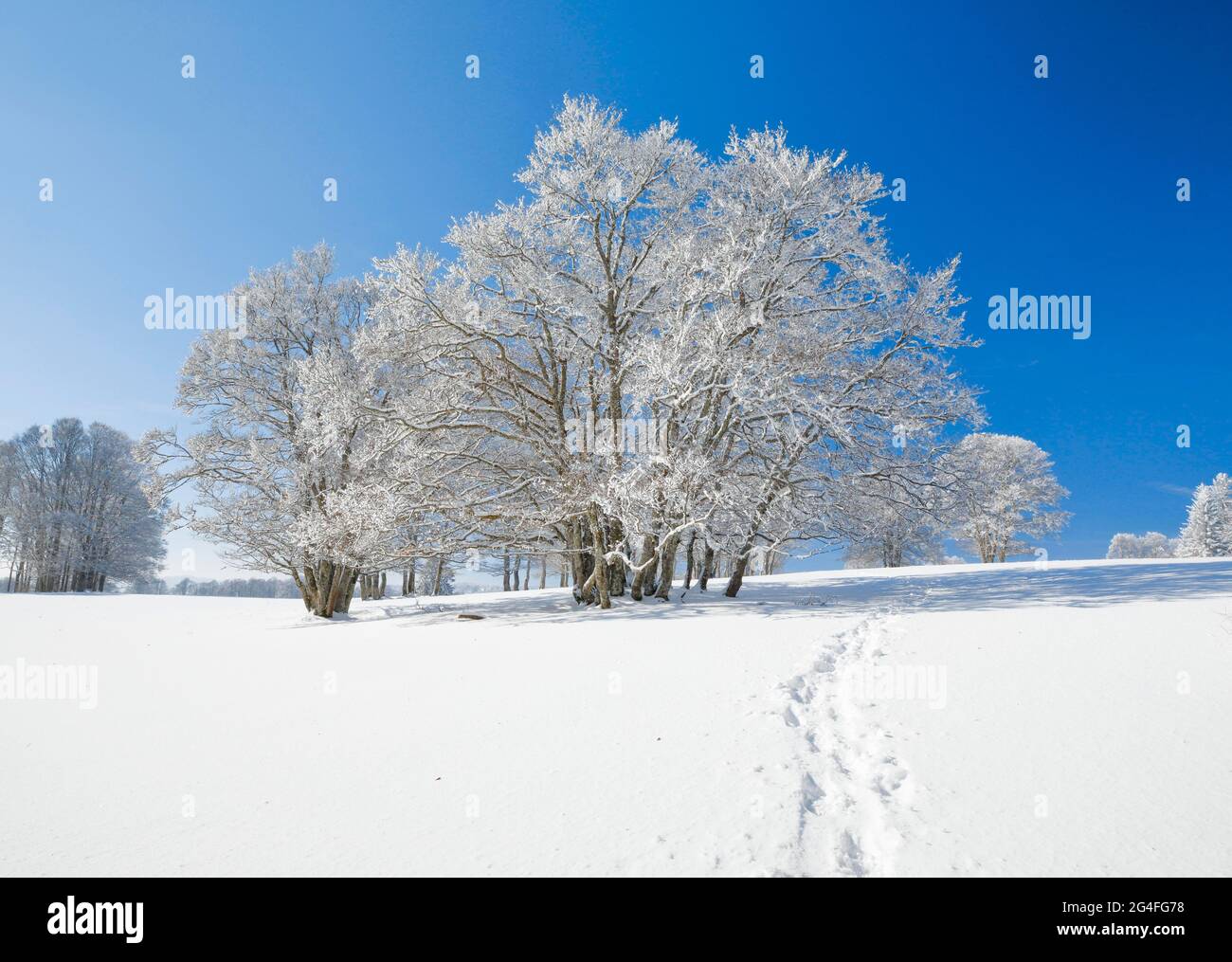 Schneeschuhwanderwege in tief verschneiten Landschaften mit Buchen unter blauem Himmel im Neuchatel Jura, Schweiz Stockfoto