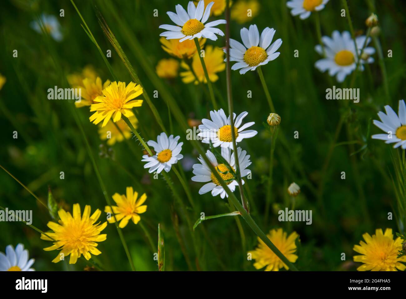 Wilde Blumen Stockfoto