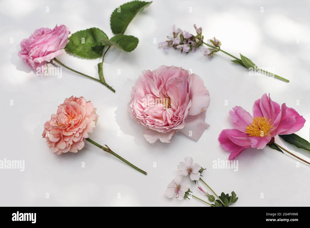 Garten Sommer florale Komposition. Bunte Blumen und Kräuter isoliert auf weißem Tischhintergrund im Sonnenlicht. Englische Rosen, Salbei, Pfingstrose und Geranie Stockfoto