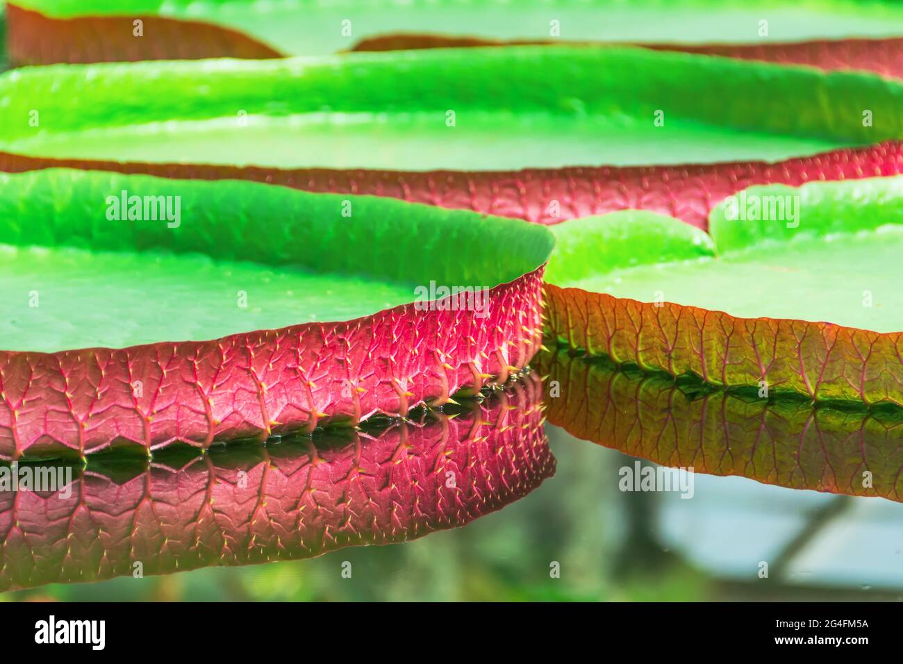 Riesige rote grüne Seerose von Victoria Amazonica in einem tropischen Teich Stockfoto