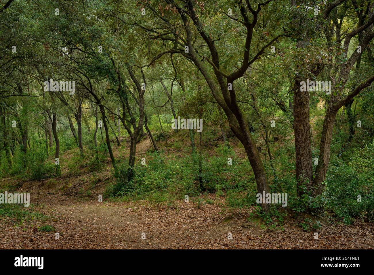 Holm Eichenwald im Naturschutzgebiet Can Catà im Naturpark Collserola (Barcelona, Katalonien, Spanien) Stockfoto