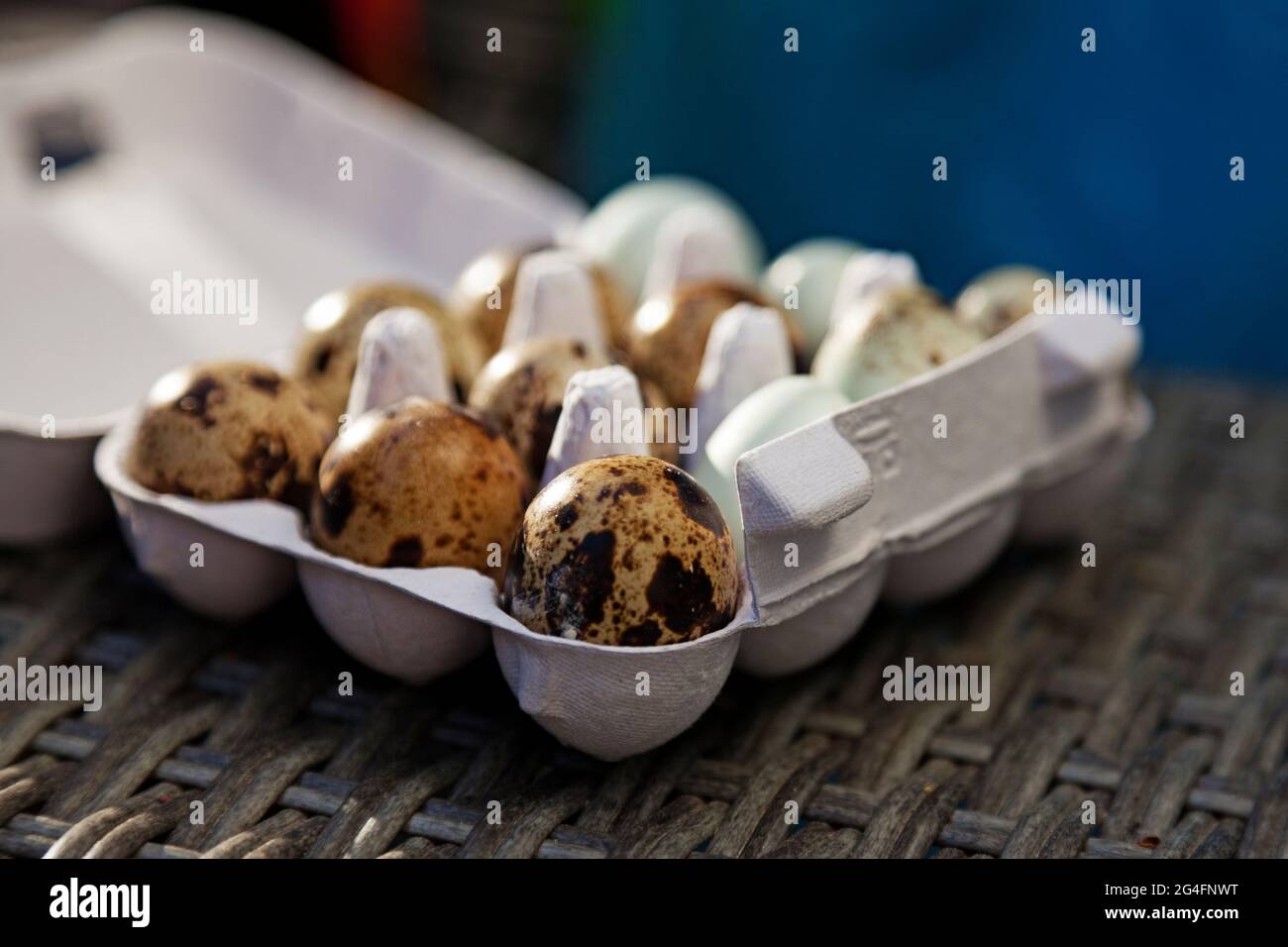 Verpackung mit frischen Wachteleiern in verschiedenen Farben von der Seite Stockfoto