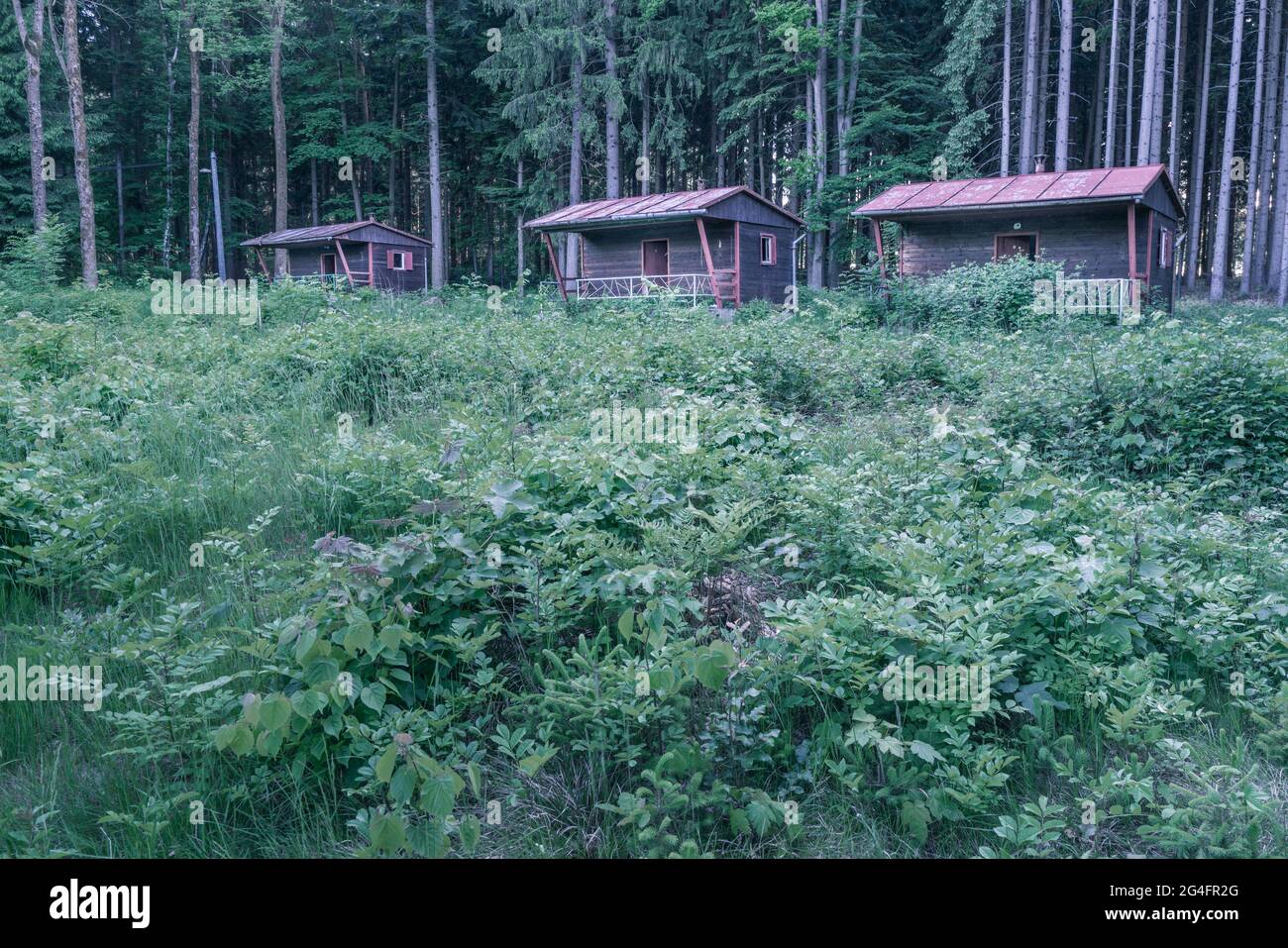 Drei alte Holzhäuser, verlassen und auseinanderfallen, mitten im Wald, von wildem Unkraut und Sträuchern überwuchert Stockfoto