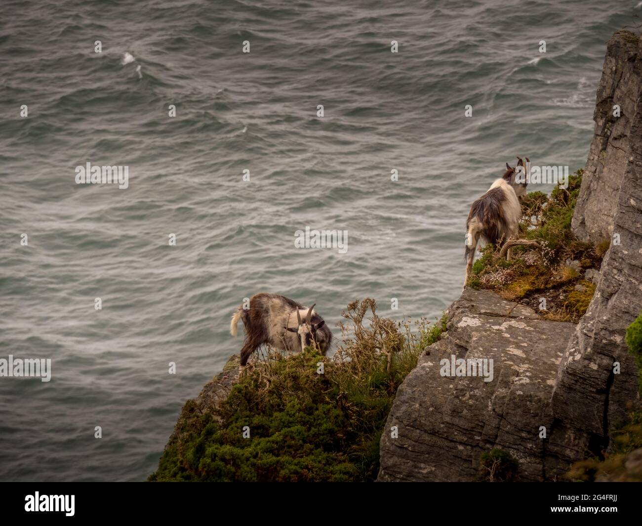 Die Feral-Ziegen klettern über felsige Felsvorsprünge mit Blick auf das Meer an der zerklüfteten Küste von Nord-Devon. Stockfoto