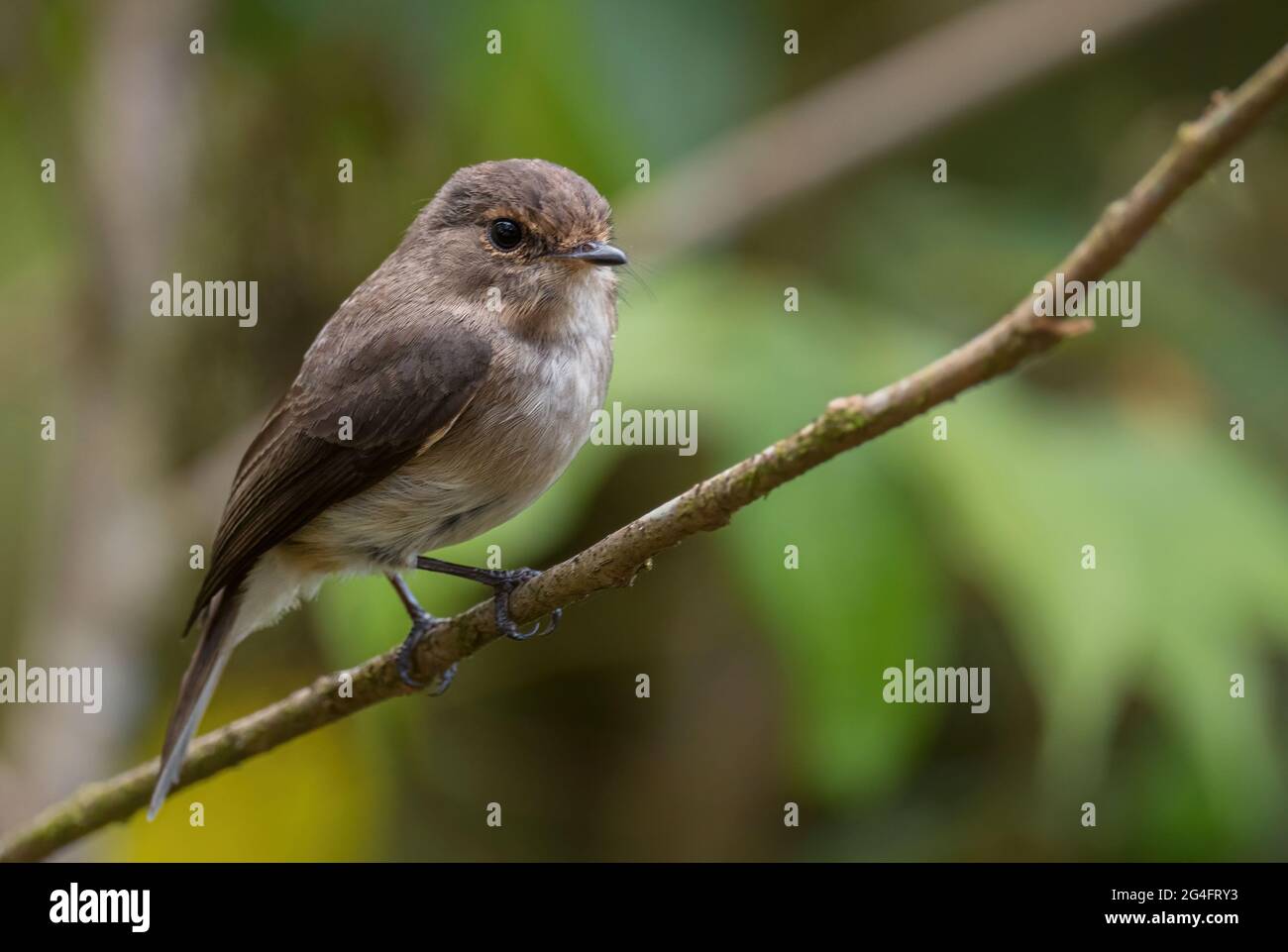 Dunkelbrauner Flycatcher - Muscicapa adusta, schöner kleiner brauner Barschvögel aus afrikanischen Wäldern und Hügeln, Bale Mountains, Äthiopien. Stockfoto