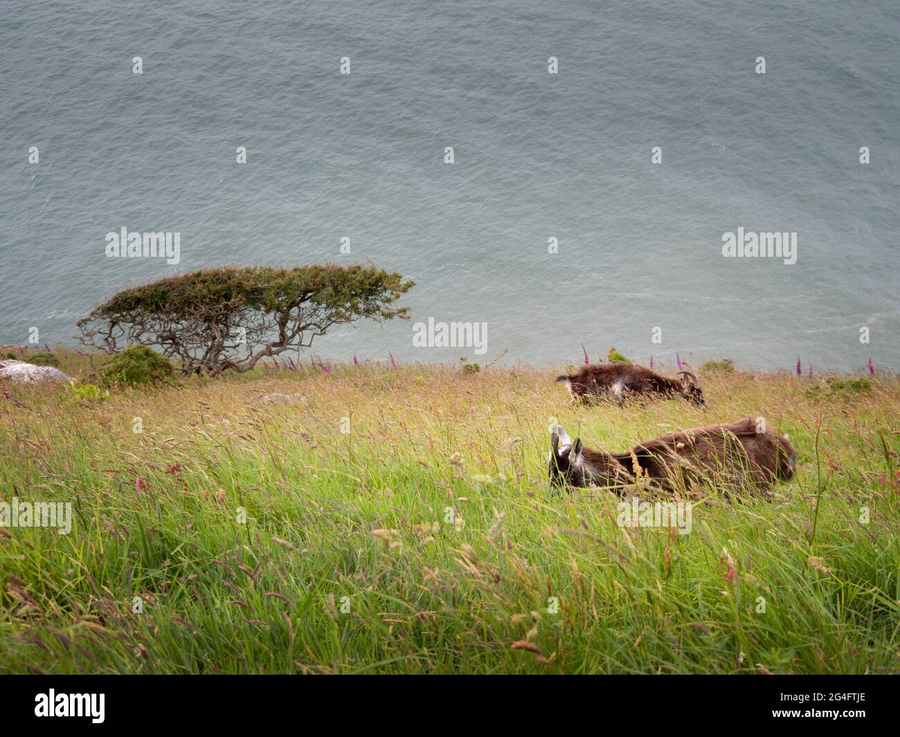 Die Feral-Ziegen grasen an einem steilen Hang mit Blick auf das Meer an der zerklüfteten Küste von Nord-Devon. NB das Blau auf dem Foto ist Wellen, nicht Himmel! Stockfoto