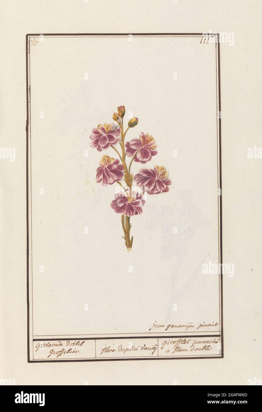 Wandblume (Erysimum Cheiri); Flamed Würfel groffeler. / Flore Duplici Vaereg. / Girollet Panaché a Fleur Double. Wandblume (doppelblühend). Oben rechts nummeriert: 111. Oben links mit einem Sternchen gekennzeichnet. Teil des zweiten Albums mit Zeichnungen von Blumen und Pflanzen. Neuntes von zwölf Alben mit Zeichnungen von Tieren, Vögeln und Pflanzen aus der Zeit um 1600, angefertigt von Kaiser Rudolf II. Mit Erklärung auf Niederländisch, Latein und Französisch. Stockfoto