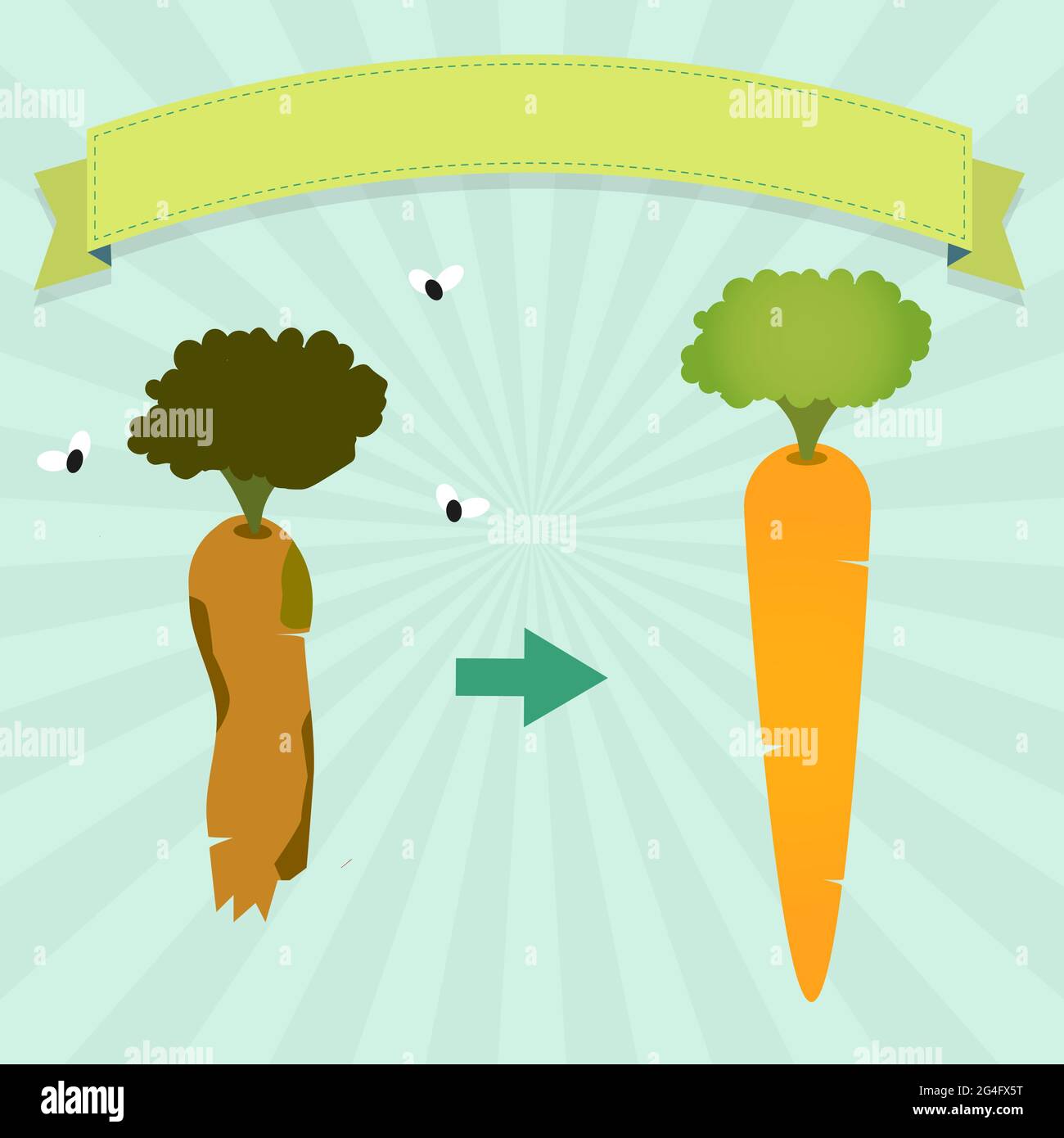Neue Karotte und verfaulte Karotte mit Fliegen. Leeres Menüband zum Einfügen von Text. Stock Vektor