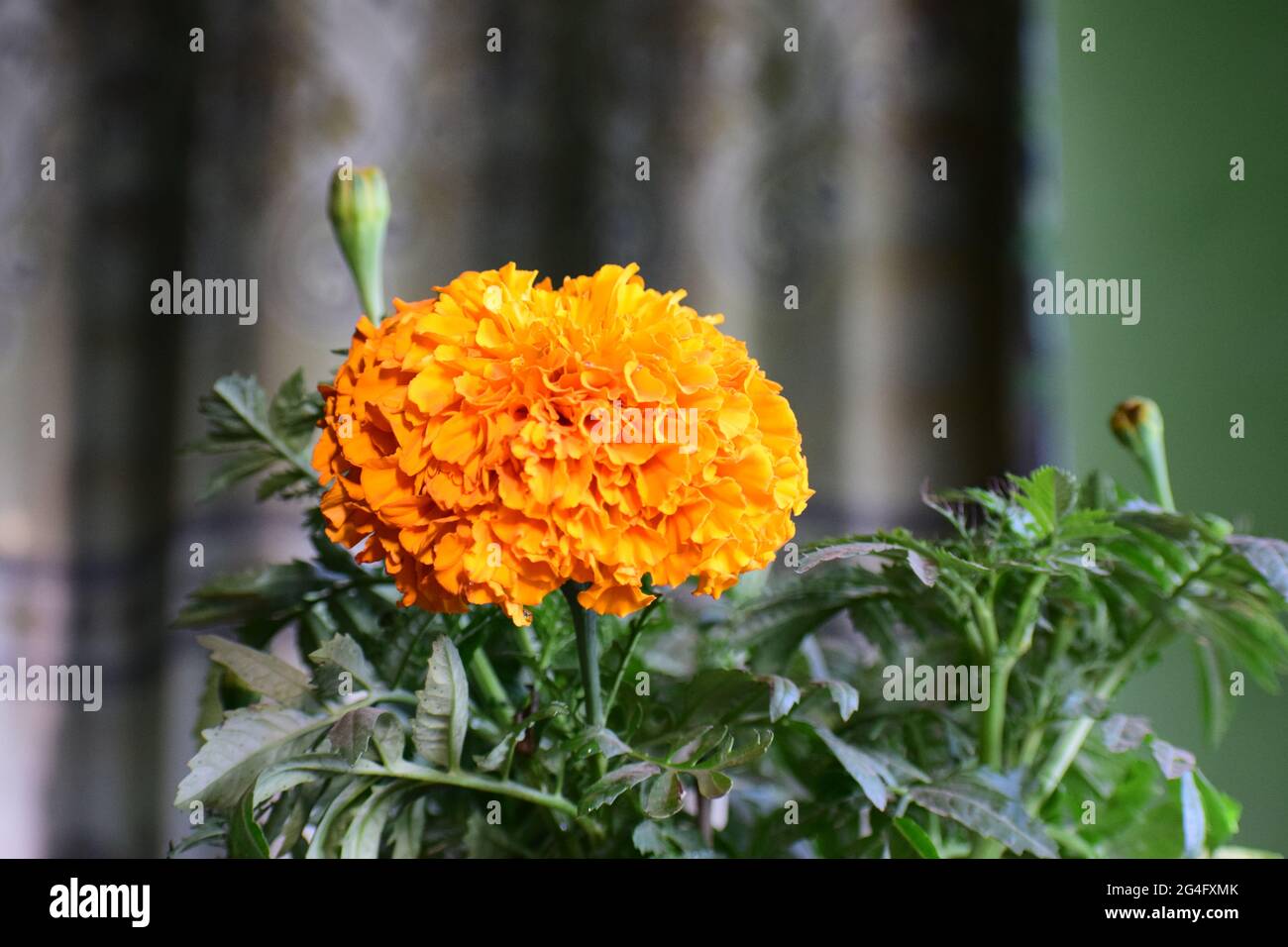 Marigold, auch bekannt als Tagetes Stockfoto