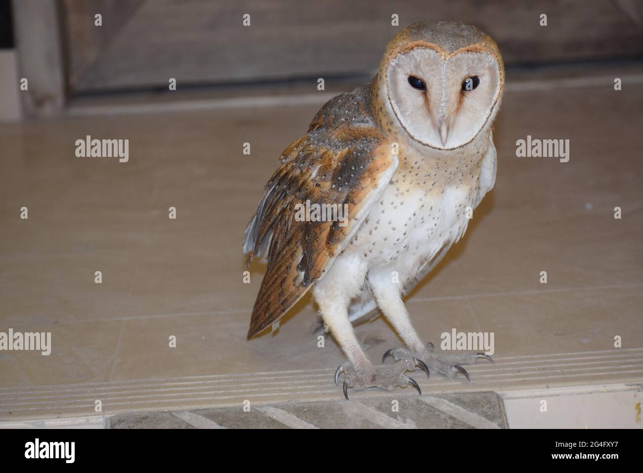 Scheuneneule (Tyto alba) – der stille Jäger der Nacht mit herzförmigem Gesicht und anmutigen Flügeln Stockfoto