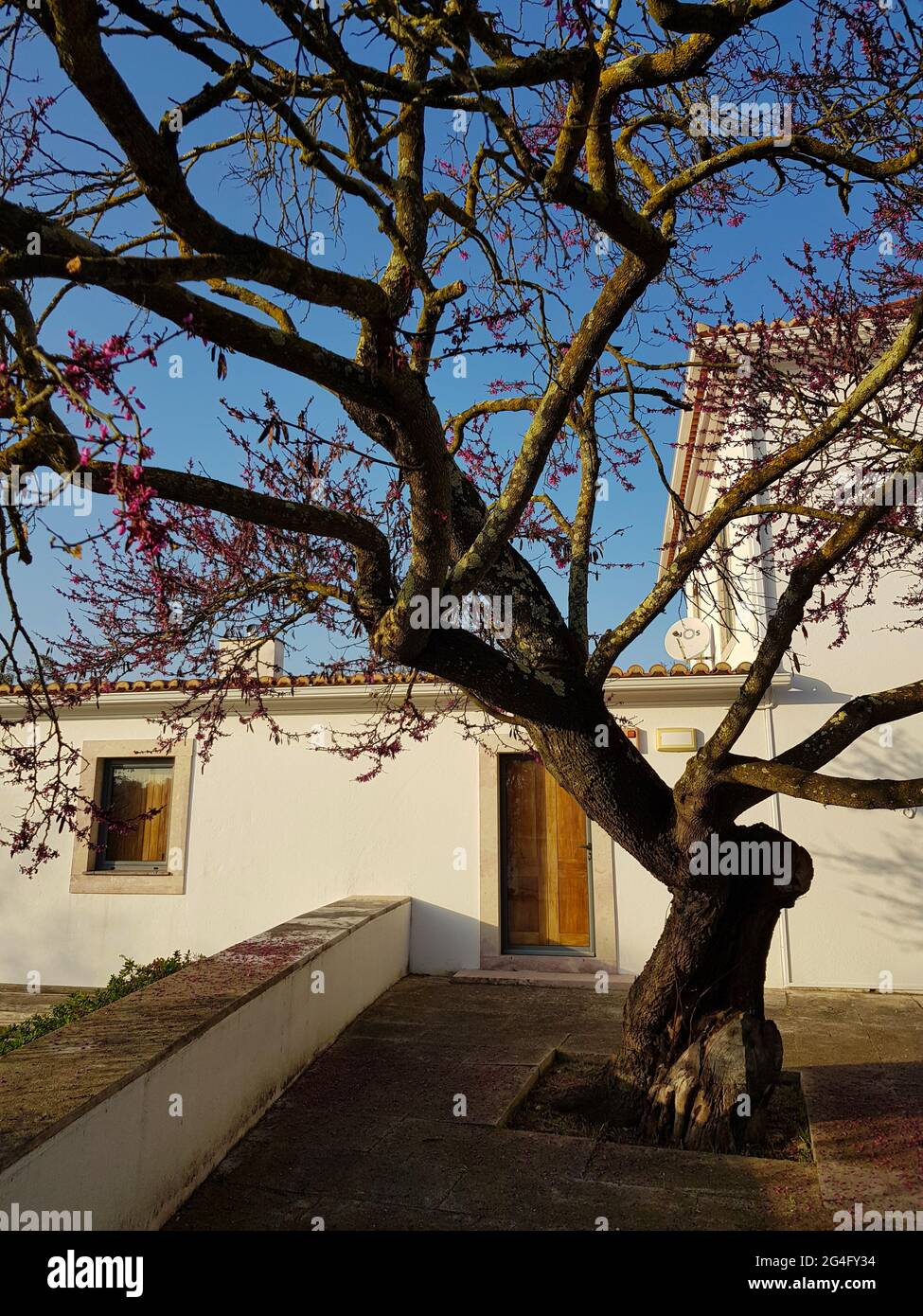 Cercis siliquastrum, allgemein bekannt als der Judas-Baum Stockfoto