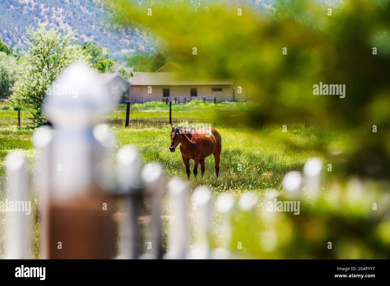Pferde grasen auf der Weide am Rande der kleinen Bergstadt Salida, Colorado, USA Stockfoto