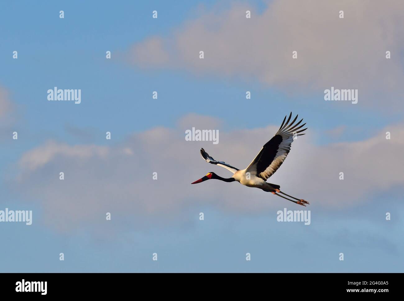 Vogelbeobachtung ist in Südafrika sehr lohnend Stockfoto