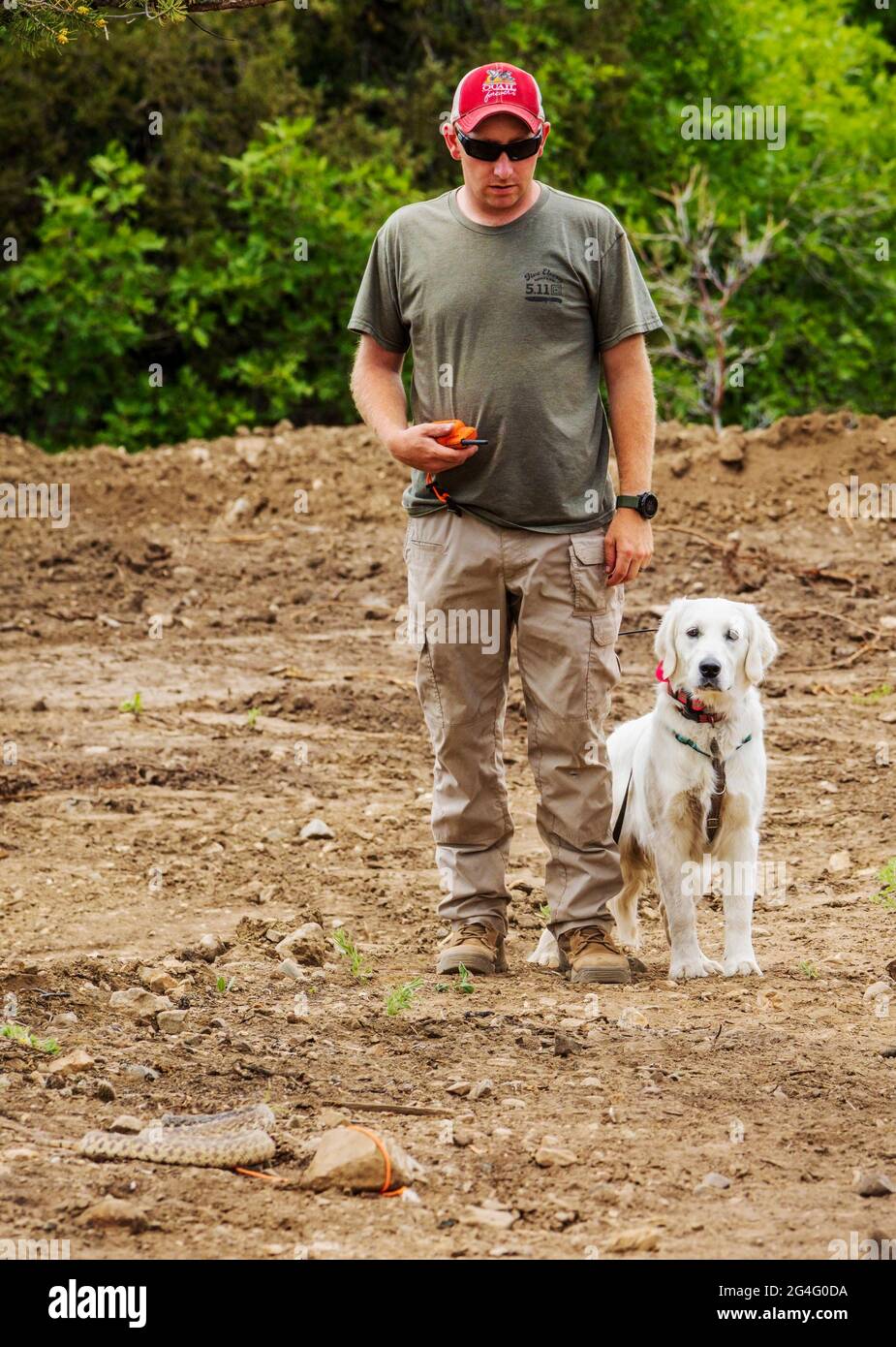 Männlicher Trainer mit elektrischen Schlagringen mit Golden Retriever Hund in Schlangenvermeidungswerkstatt Stockfoto