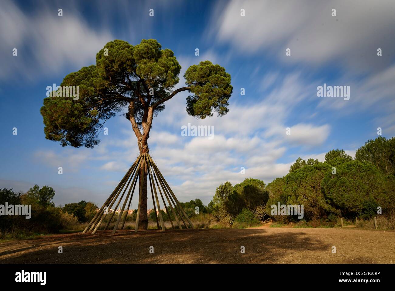 Pine d'en Xandri, ein monumentaler Baum auf dem Collserola-Berg bei Sant Cugat del Vallès (Barcelona, Katalonien, Spanien) Stockfoto