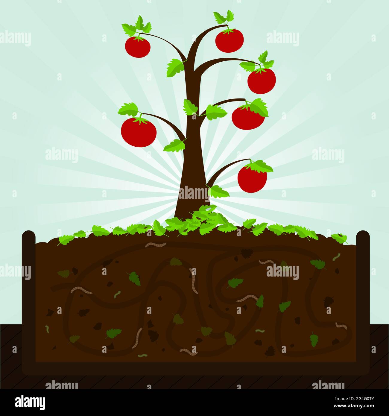 Tomatenbaum. Kompostierungsprozess mit organischen Substanz, Mikroorganismen und Regenwürmern. Abgefallene Blätter auf dem Boden. Stock Vektor
