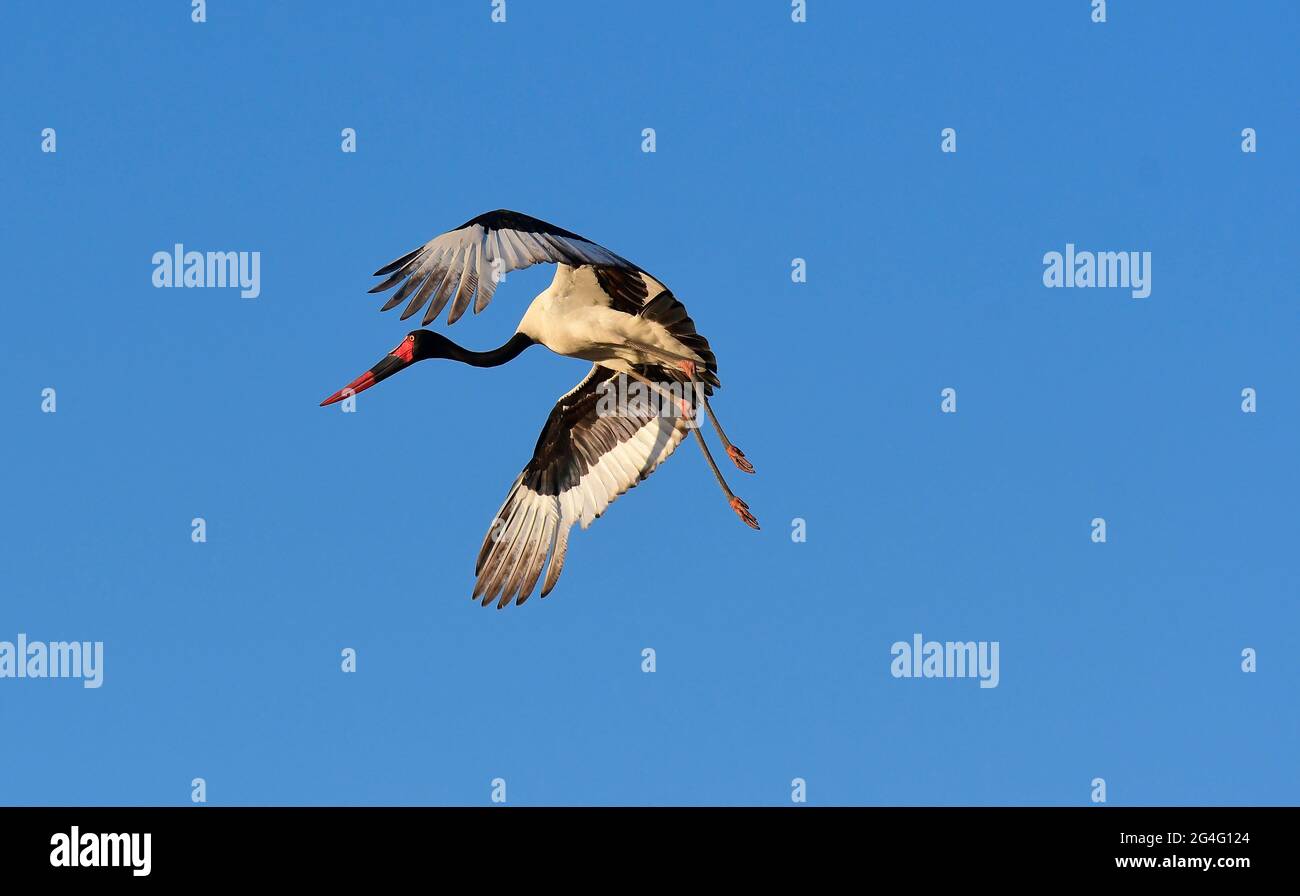 Vogelbeobachtung ist in Südafrika sehr lohnend Stockfoto