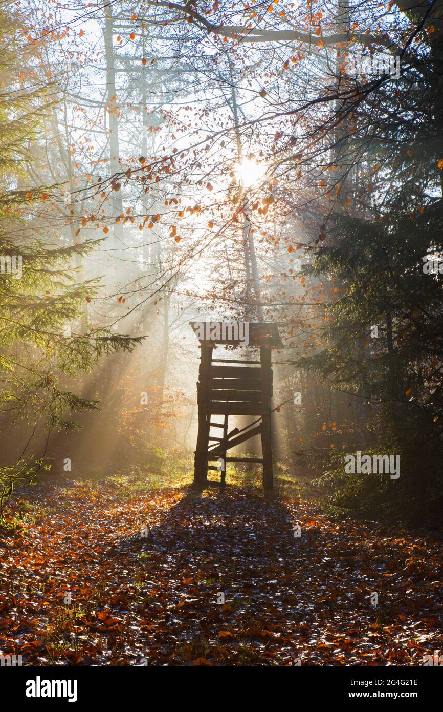 Erhöhte Haut / Jagd blind / Hirschstand / Rehe stehen und Sonnenstrahlen durch Bäume im Herbstwald leuchten Stockfoto