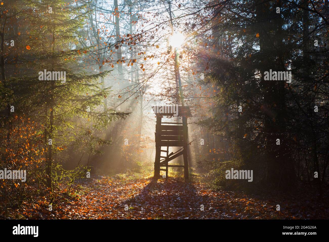 Erhöhte Haut / Jagd blind / Hirschstand / Rehe stehen und Sonnenstrahlen durch Bäume im Herbstwald leuchten Stockfoto