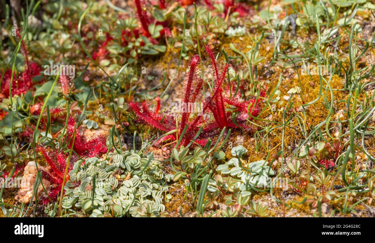 Drosera alba, eine fleischfressende Pflanze aus der Sonnentauerfamilie, die in einem natürlichen Lebensraum in der Nähe von VanRhynsdorp im westlichen Kap von Südafrika zu sehen ist Stockfoto