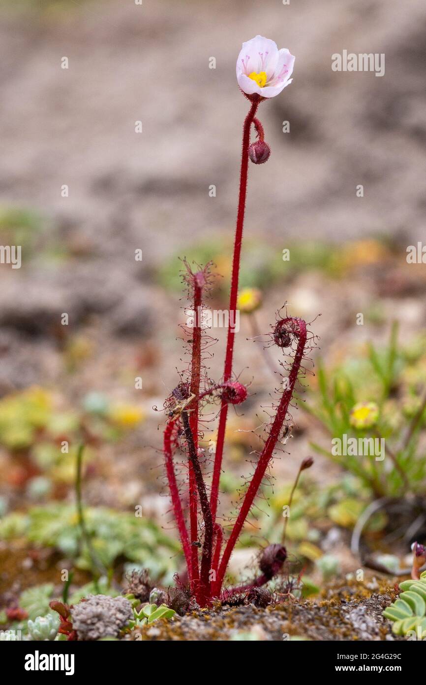 Porträt einer einzelnen Drosera alba, die in einem natürlichen Lebensraum nahe VanRhynsdorp am Westkap SüdafrikaA gesehen wurde Stockfoto