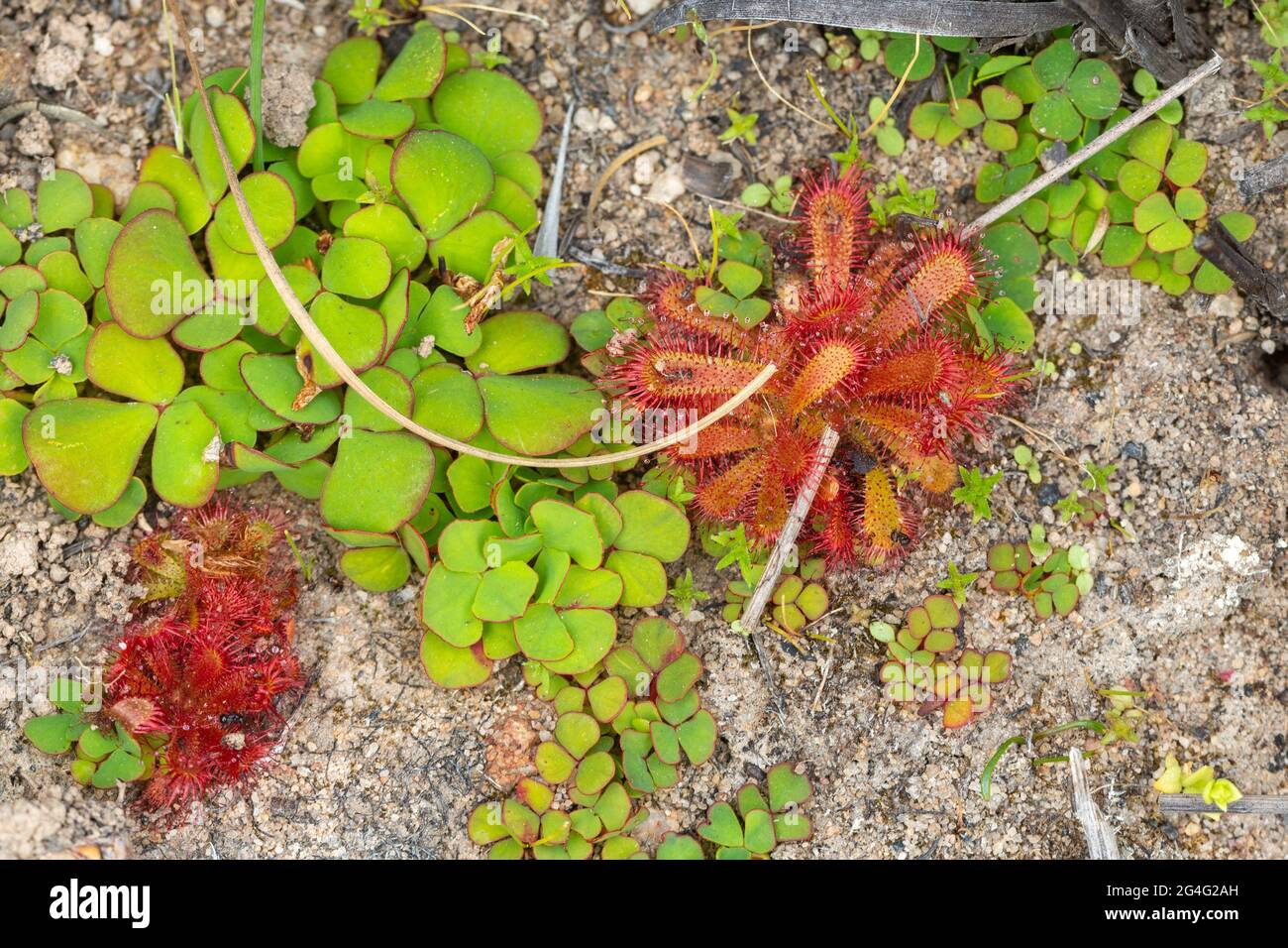 Drosera trinervia, eine fleischfressende Pflanze aus der Familie der Sundaw, befindet sich in einem natürlichen Lebensraum in der Nähe von VanRhynsdorp im westlichen Kap von Südafrika Stockfoto