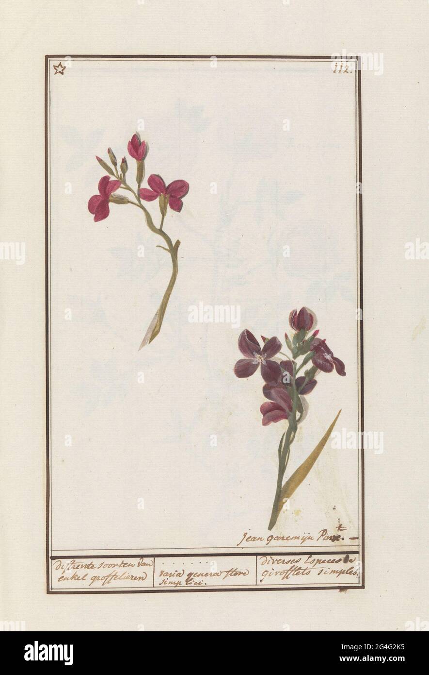 Wandblume (Erysimum Cheiri); verschiedene Arten von nur groffelieren / varia genera flore simplici. / Diverses Especes die Giroffets Simples. Wandblume (einblühig). Oben rechts nummeriert: 112. Über dem von einem Sternchen gekrönt. Teil des zweiten Albums mit Zeichnungen von Blumen und Pflanzen. Neuntes von zwölf Alben mit Zeichnungen von Tieren, Vögeln und Pflanzen aus der Zeit um 1600, angefertigt von Kaiser Rudolf II. Mit Erklärung auf Niederländisch, Latein und Französisch. Stockfoto