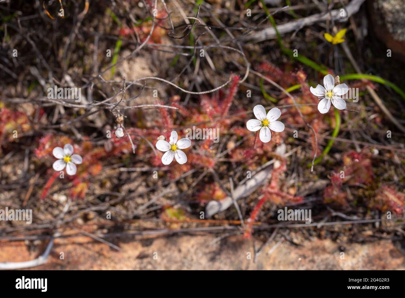 Vier weiße Blüten von Drosera alba, einer fleischfressenden Pflanze aus der Familie der Sonnentauchen, die in einem natürlichen Lebensraum in der Nähe von VanRhynsdorp in Südafrika zu sehen ist Stockfoto