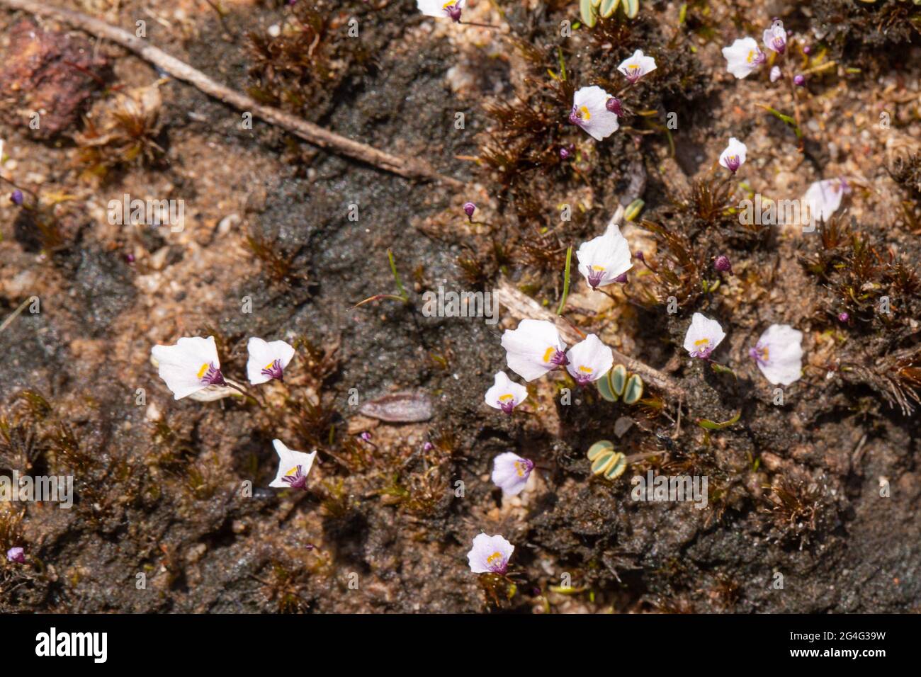 Südafrikanische Flora: Utricularia brachyceras in natürlichem Lebensraum nahe VanRhynsdorp im westlichen Kap von Südafrika Stockfoto