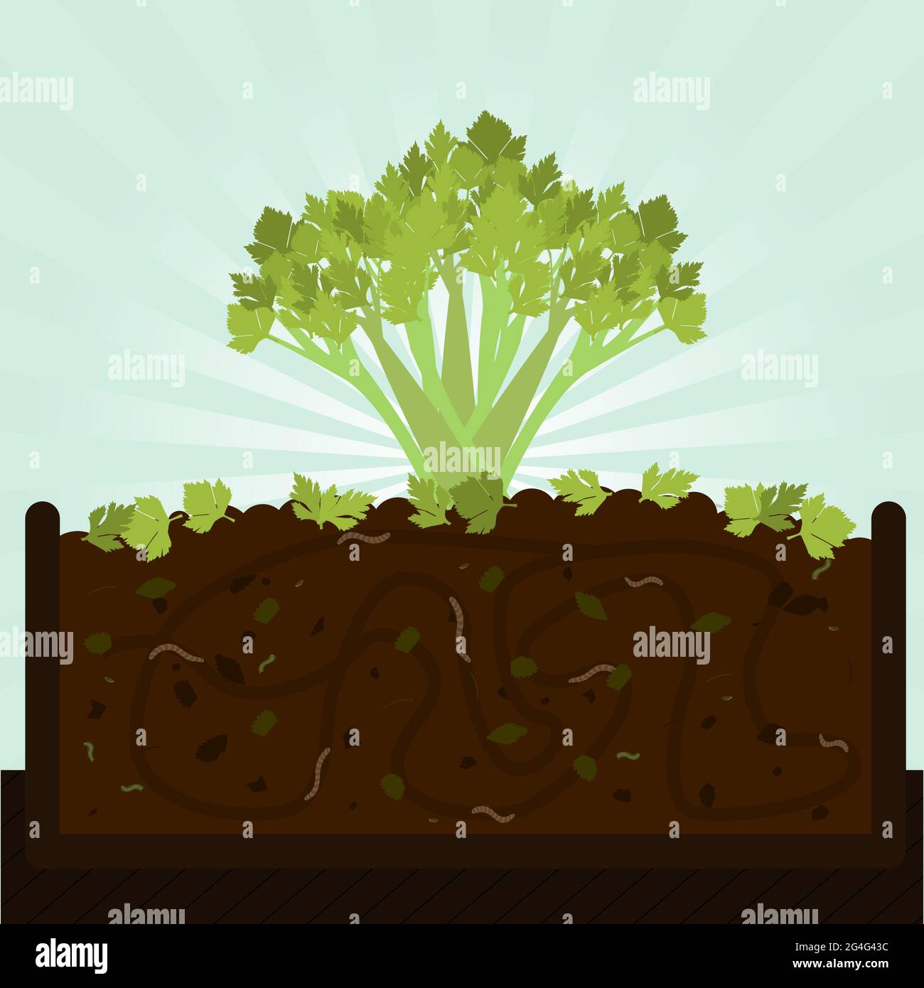 Stängel Sellerie. Kompostierungsprozess mit organischen Substanz, Mikroorganismen und Regenwürmern. Abgefallene Blätter auf dem Boden. Stock Vektor