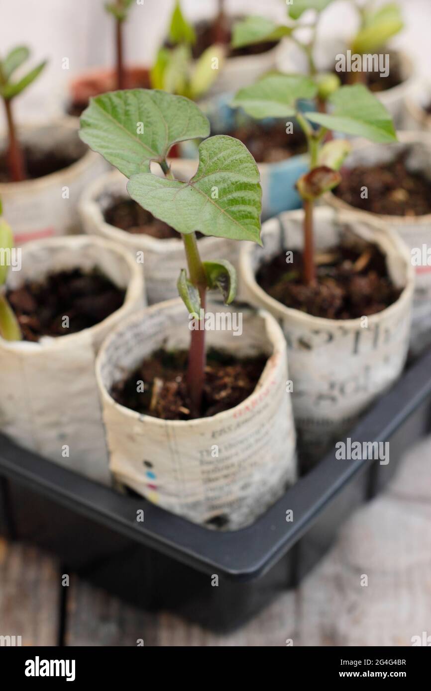 Kletternde französische Bohnensämlinge - Phaseolus vulgaris 'Violet podded', gewachsen in Pflanzentöpfen aus Zeitungen. VEREINIGTES KÖNIGREICH Stockfoto