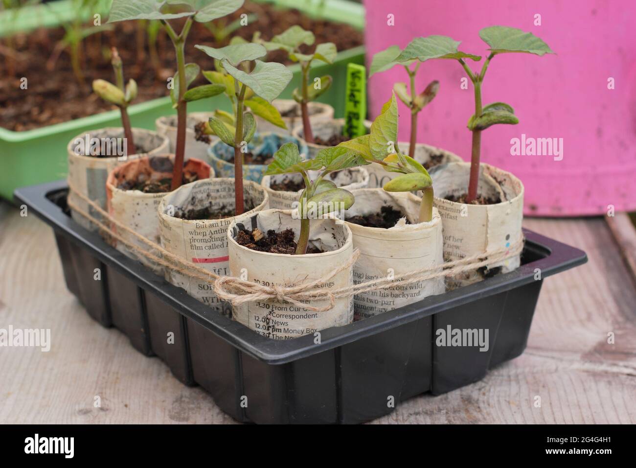 Kletternde französische Bohnensämlinge - Phaseolus vulgaris 'Violet podded', gewachsen in Pflanzentöpfen aus Zeitungen. VEREINIGTES KÖNIGREICH Stockfoto