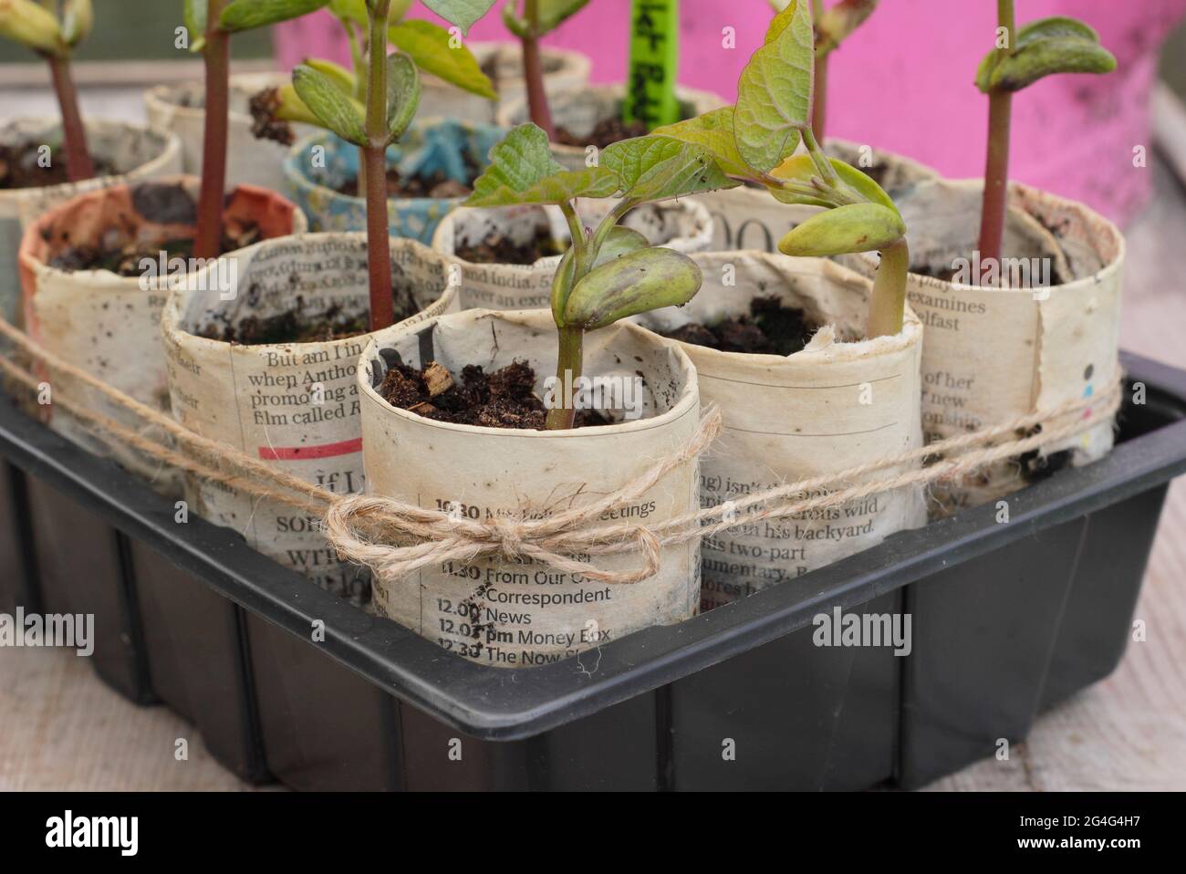 Kletternde französische Bohnensämlinge - Phaseolus vulgaris 'Violet podded', gewachsen in Pflanzentöpfen aus Zeitungen. VEREINIGTES KÖNIGREICH Stockfoto