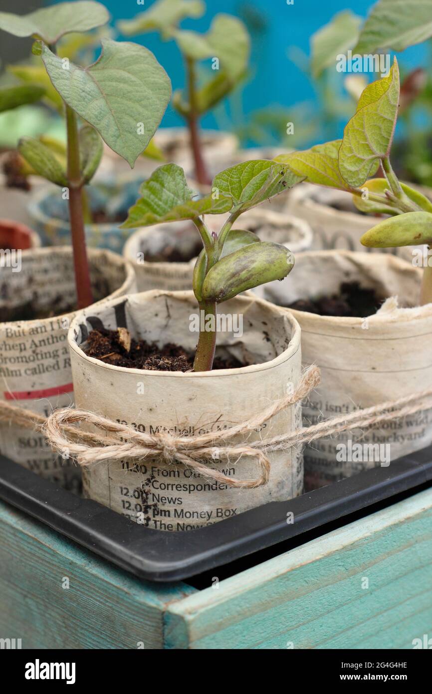 Kletternde französische Bohnensämlinge - Phaseolus vulgaris 'Violet podded', gewachsen in Pflanzentöpfen aus Zeitungen. VEREINIGTES KÖNIGREICH Stockfoto