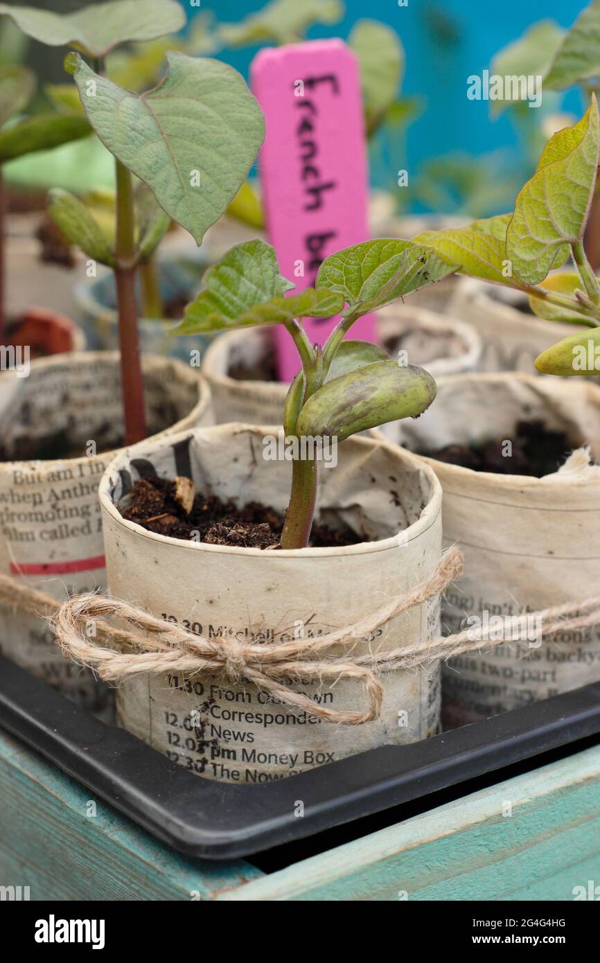 Kletternde französische Bohnensämlinge - Phaseolus vulgaris 'Violet podded', gewachsen in Pflanzentöpfen aus Zeitungen. VEREINIGTES KÖNIGREICH Stockfoto