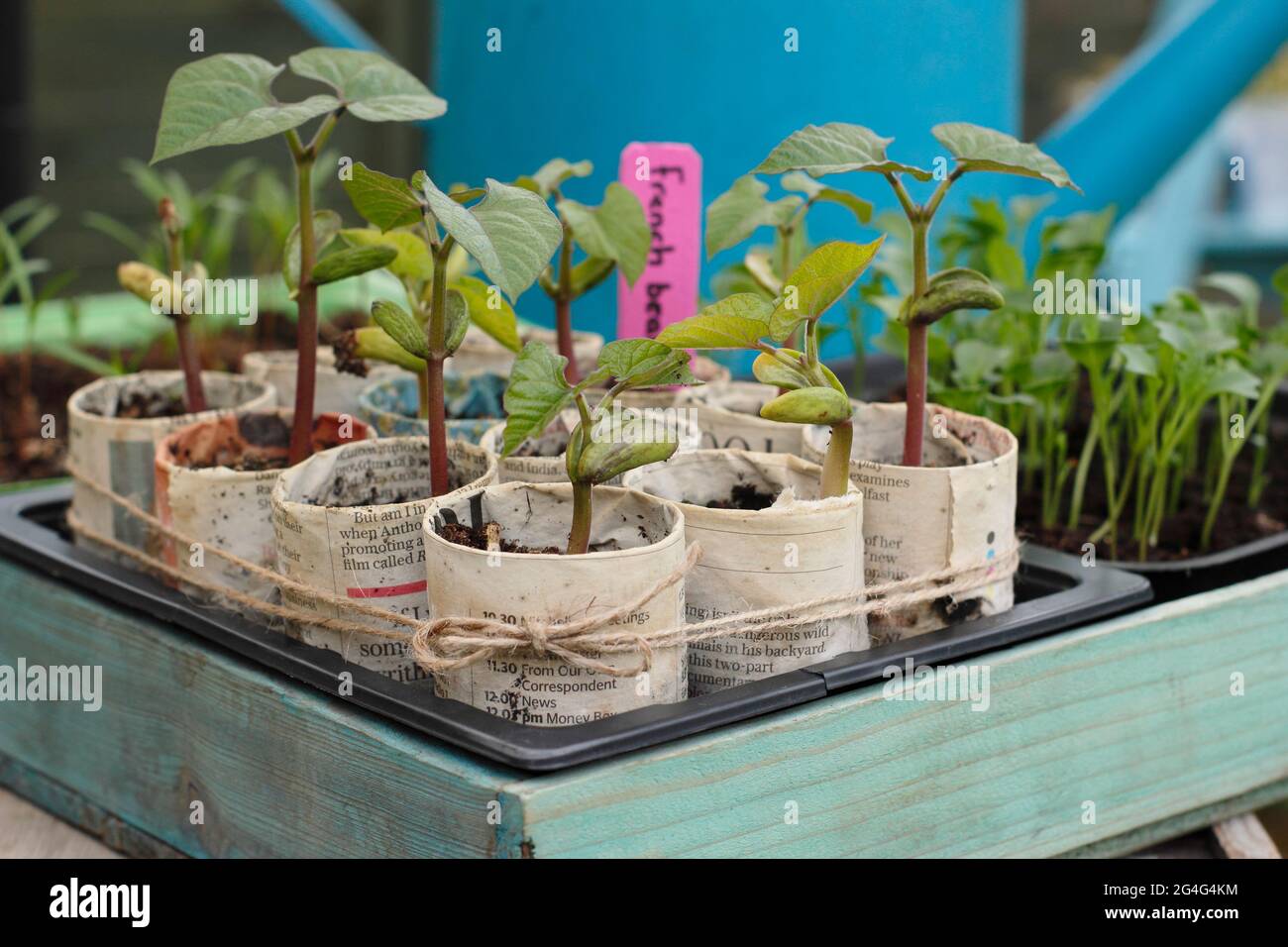 Kletternde französische Bohnensämlinge - Phaseolus vulgaris 'Violet podded', gewachsen in Pflanzentöpfen aus Zeitungen. VEREINIGTES KÖNIGREICH Stockfoto