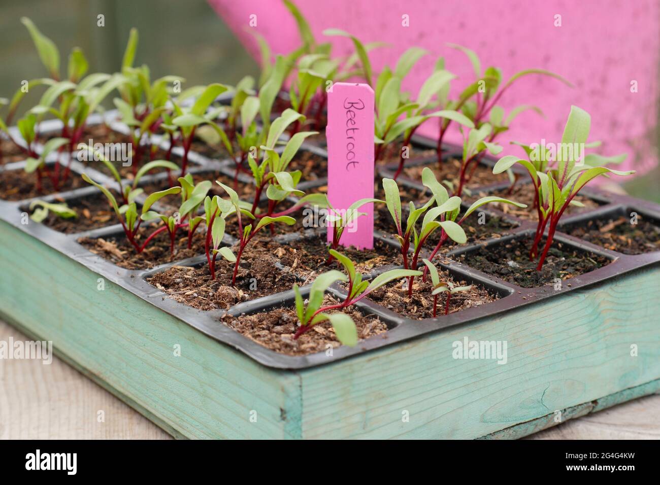 Beta vulgaris. „Boltardy“-markierte Rote-Beete-Sämlinge, die in einer modularen Schale angebaut werden Stockfoto