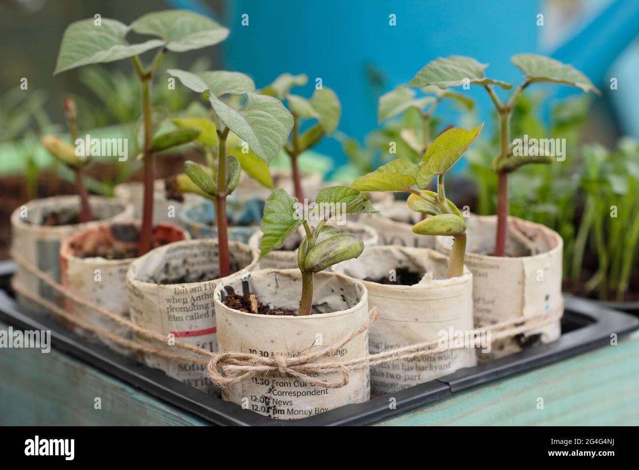 Kletternde französische Bohnensämlinge - Phaseolus vulgaris 'Violet podded', gewachsen in Pflanzentöpfen aus Zeitungen. VEREINIGTES KÖNIGREICH Stockfoto