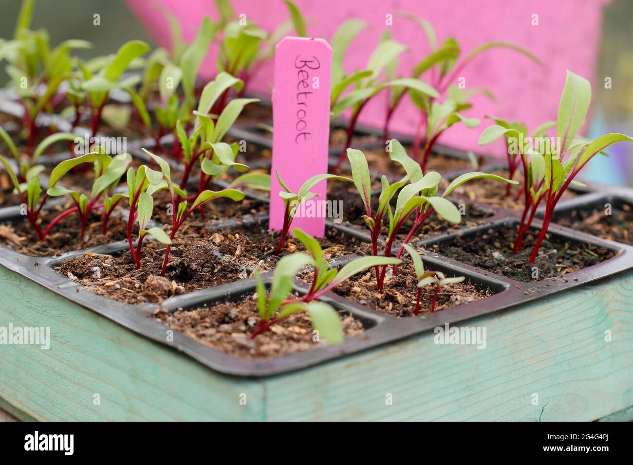 Beta vulgaris. „Boltardy“-markierte Rote-Beete-Sämlinge, die in einer modularen Schale angebaut werden Stockfoto