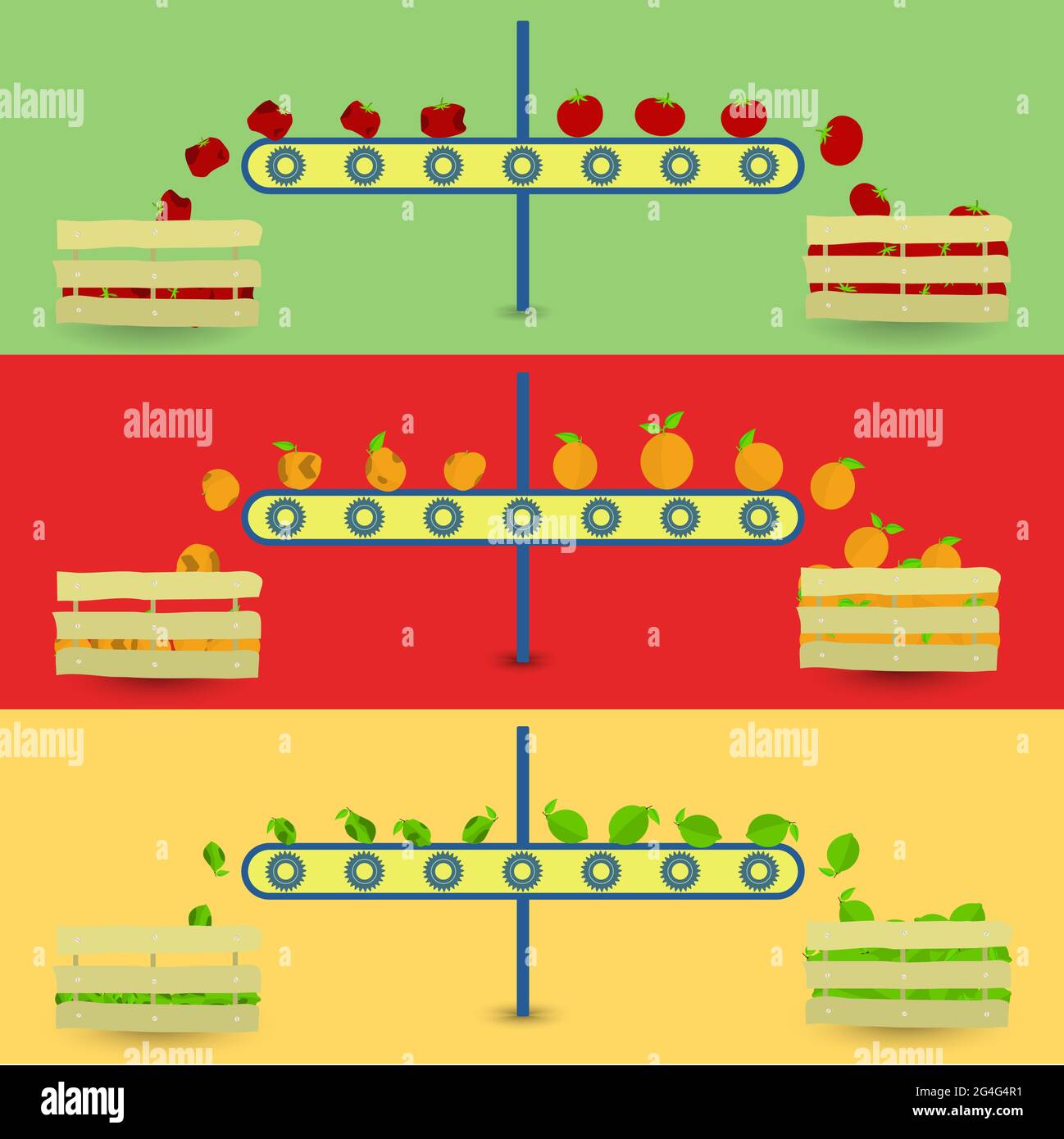 Gesunde und verfaulte Früchte in einem Förderband. Verfaulte Früchte von gesunden Früchten getrennt. Drei Gemüse: Tomate, Orange, grüne Zitrone. Stock Vektor