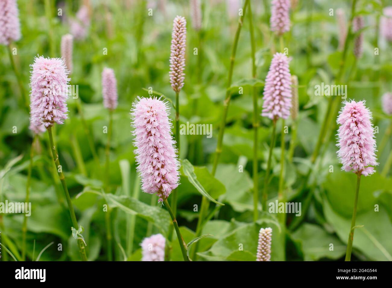 Persicaria bistorta ‘Superba’. Gemeine Bistorte, die in einer Gartengrenze wächst. VEREINIGTES KÖNIGREICH Stockfoto