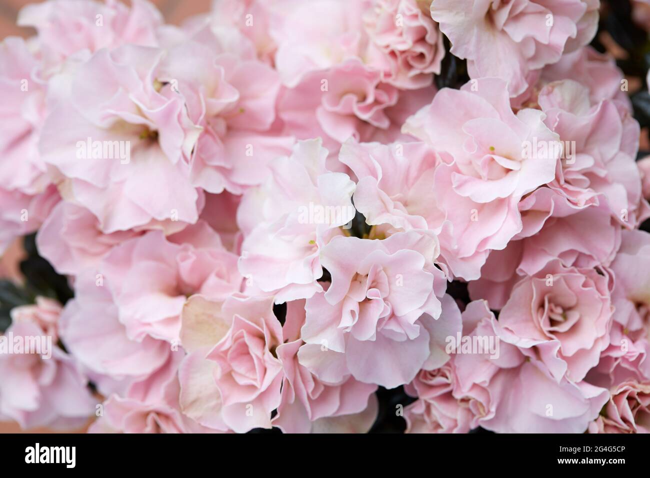 Rosa Azaleen Blumen Textur Hintergrund, hoch detailliert Stockfoto