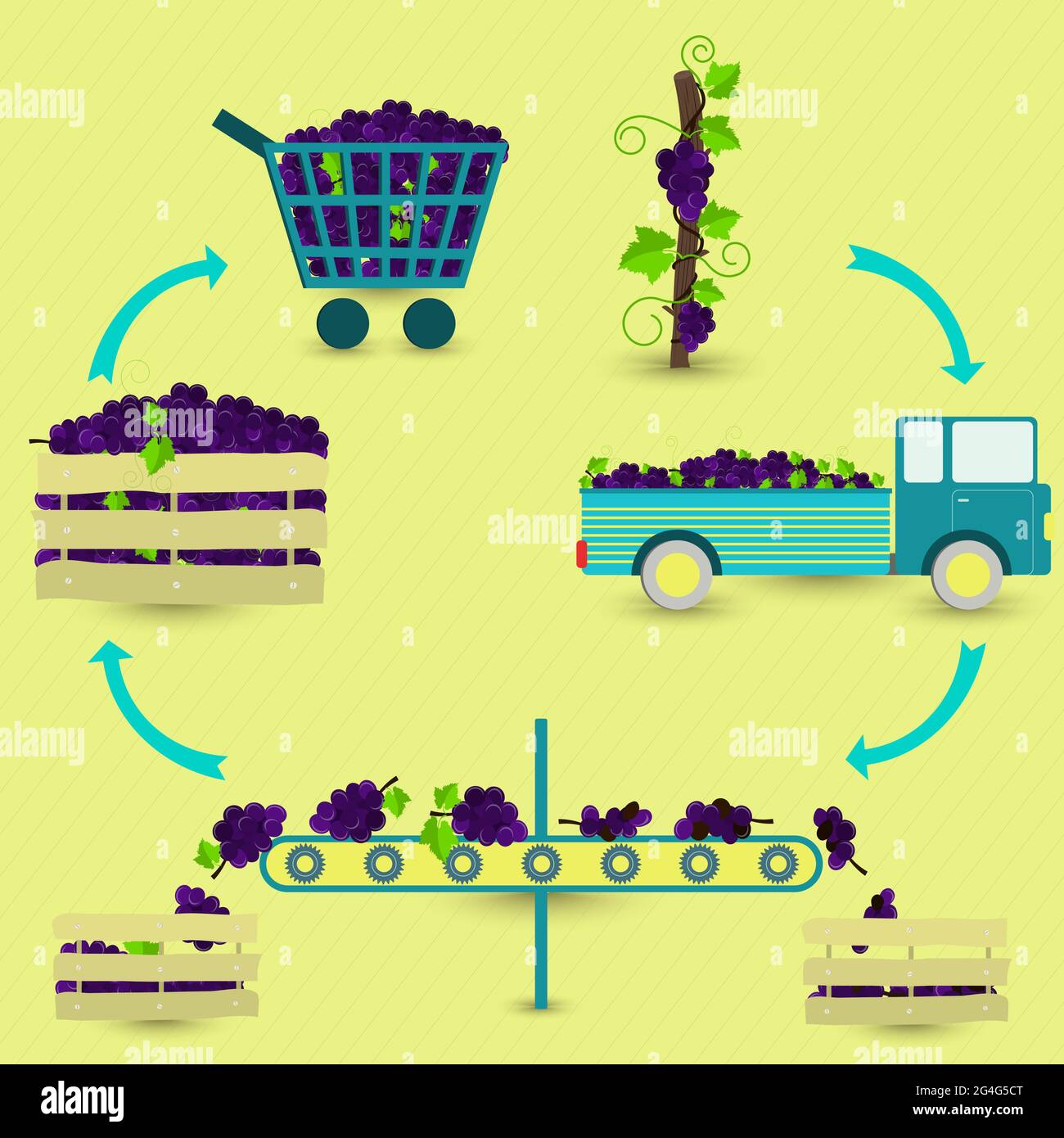 Schritte zur Traubenproduktion. Traubenbaum, Ernte, Transport, Trennung von gesunden und verfaulten Trauben, Verkauf im Lebensmittelgeschäft. In einem kreisförmigen Schema. Stock Vektor