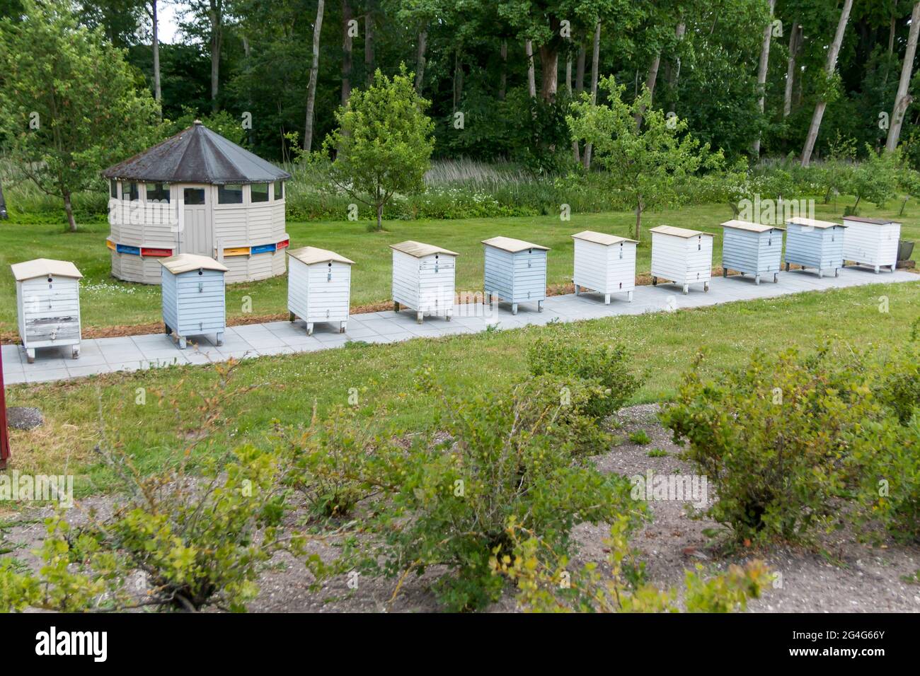 Auning, Langstroth Bienenstock gefüllt mit Bienen, die für die Honigproduktion verwendet wird Stockfoto