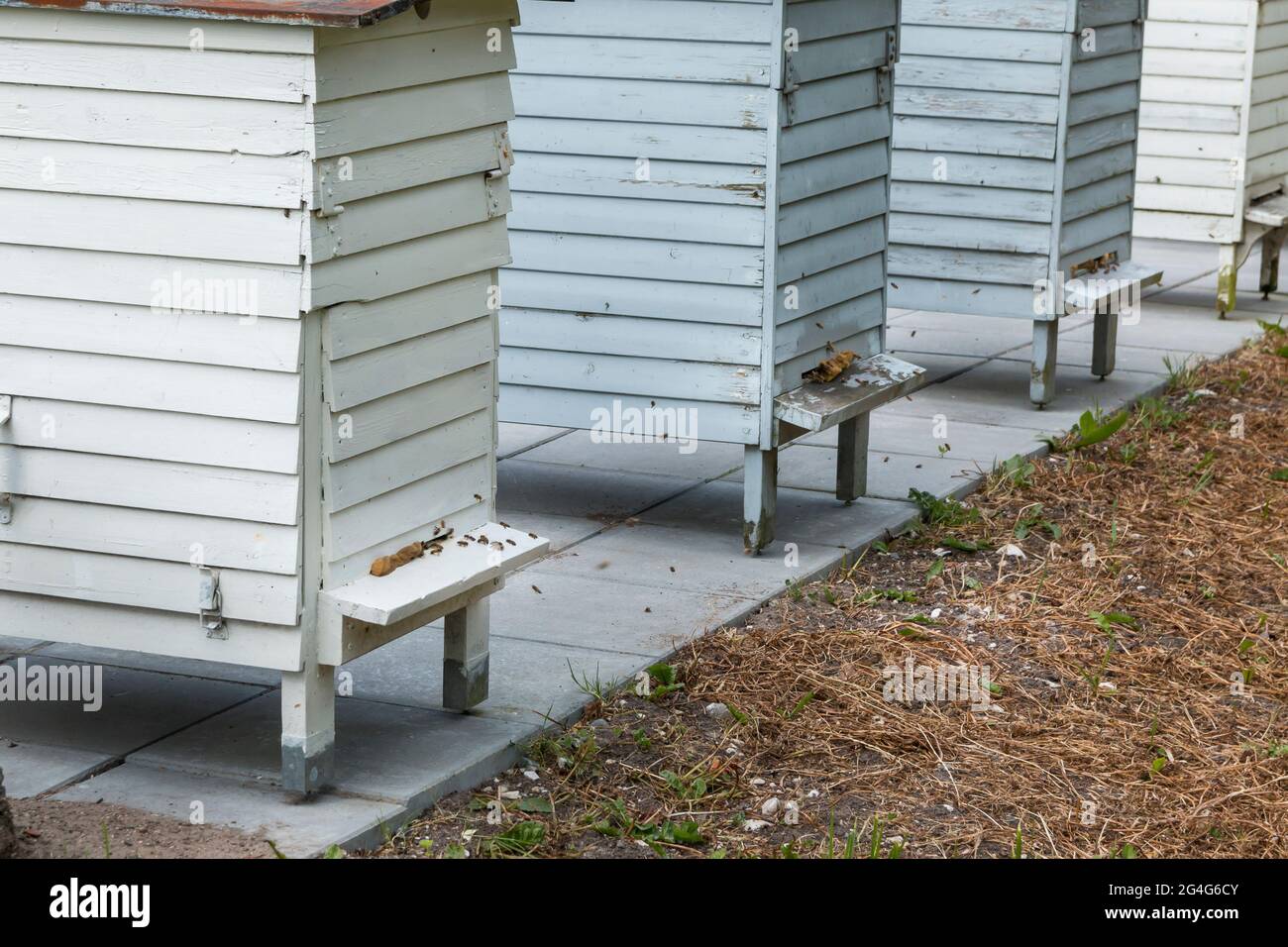 Auning, Langstroth Bienenstock gefüllt mit Bienen, die für die Honigproduktion verwendet wird Stockfoto